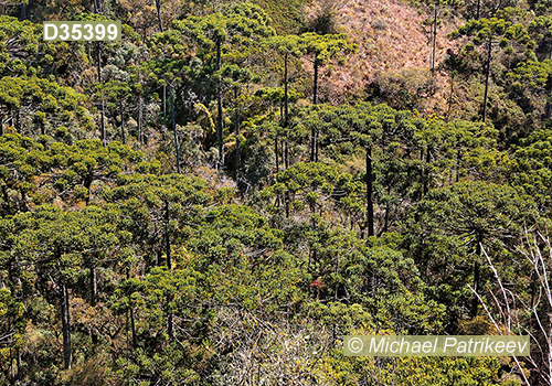 Campos do Jordao State Park, Sao Paulo, Brazil